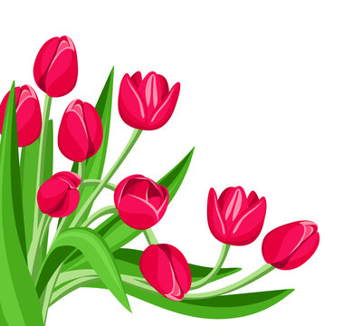 Red tulips. Vector illustration.