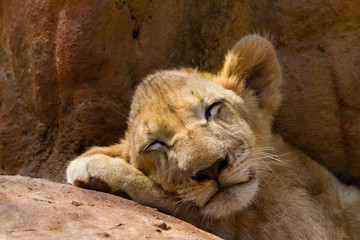portrait of a sleeping tiger