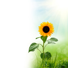 Fototapeta premium green natute background