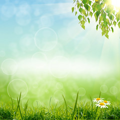 Obraz premium green natute background