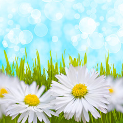 Spring daisy field. Easter card background.