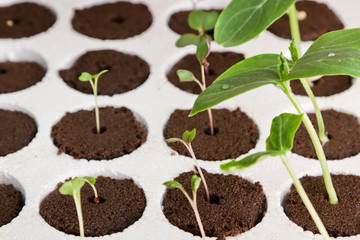home gardening