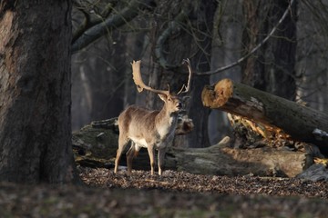 The Fallow Deer (Dama dama) - end of winter.