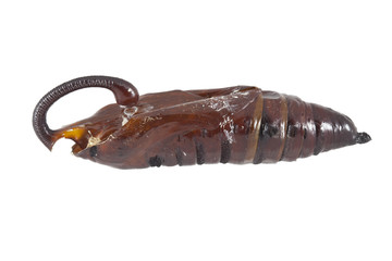 Butterfly chrysalide © filipesso