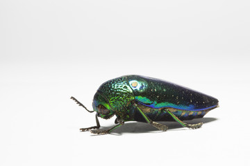 Buprestidae  beetle - obrazy, fototapety, plakaty