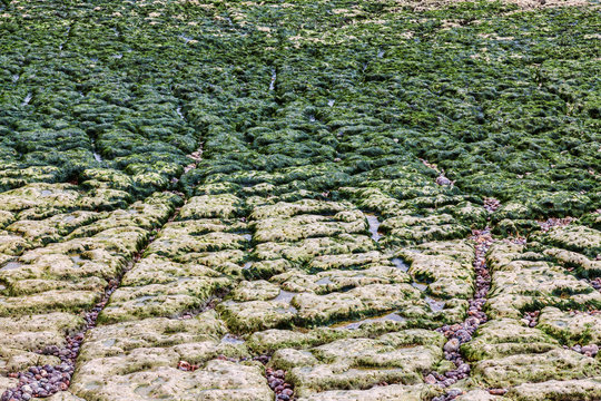Beach in Etretat- Detail