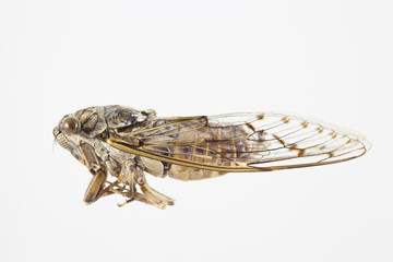 Cicada © filipesso