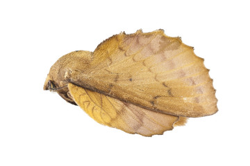 Moth © filipesso