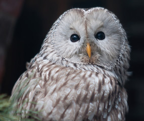 Tawny Owl (Strix aluco)