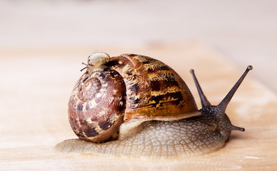 Gefleckte Weinbergschnecke