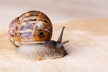 Gefleckte Weinbergschnecke