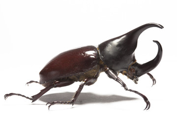 Rhinoceros beetle - obrazy, fototapety, plakaty