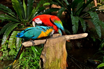 Colourful Parrots playing on a tree