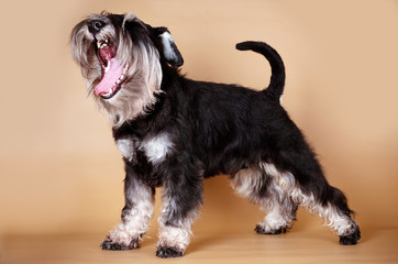 schnauzer dog yawning funny