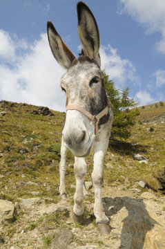 donkey, Equus africanus asinus