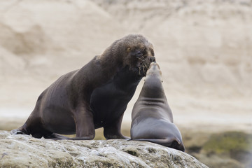 Fototapeta premium Couple of South American Sea Lions