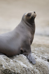 South American Sea Lion