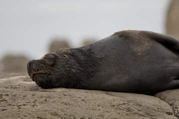 South American Sea Lion