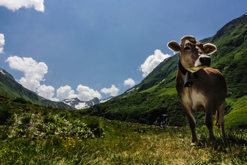 Naklejka premium Kuh