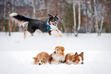 four dos border collie playing in winter