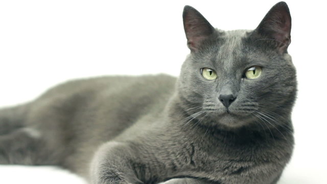 domestic cat lying on white background