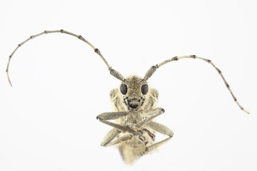 Longhorn beetle - obrazy, fototapety, plakaty