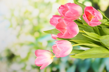 Fototapeta na wymiar Pink tulips on bright background