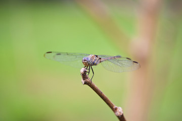 Close up dragonflt on wood