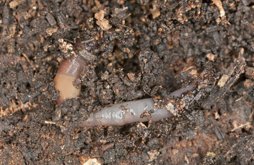 Earthworm in soil, macro photo