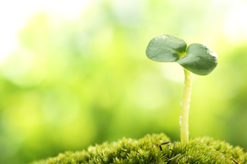 Young sprout