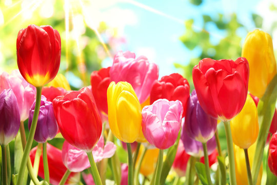 Fototapeta Świeże tulipany w ciepłym świetle słonecznym