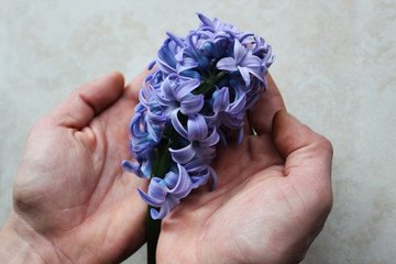 Violet hyacinth in man's hands