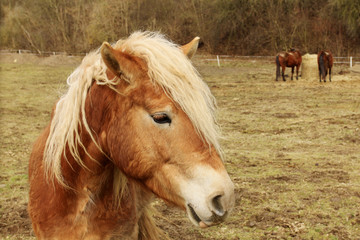 Brown Horses with white Mane on the green Pasture