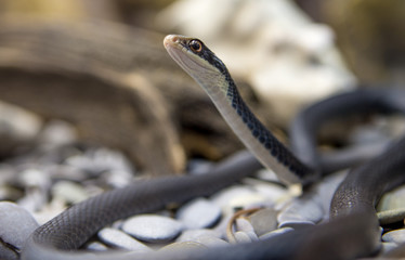 Fototapeta premium Snake