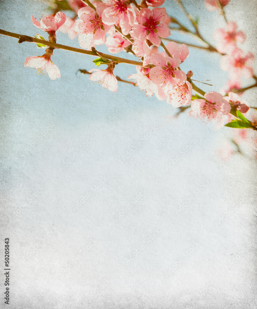 Sticker grunge paper with peach blossom