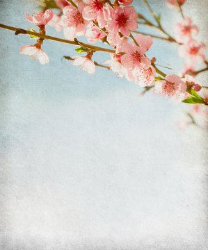 grunge paper with peach blossom