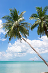 Palms on the beach, island Samui, Thailand.