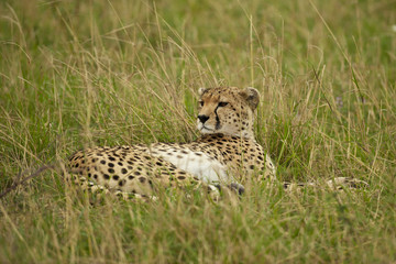 Cheetah in the Savannah