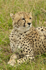Cheetah in the Savannah