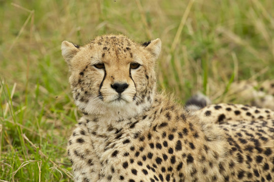 Cheetah in the Savannah