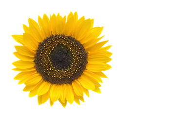 Sonnenblume