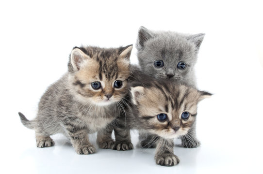 isolated portrait of  kittens walking together