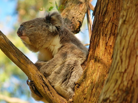 Koala, resting on a tree and being lazy