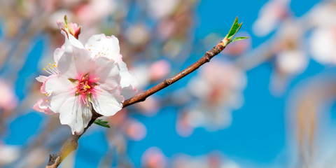 white flower