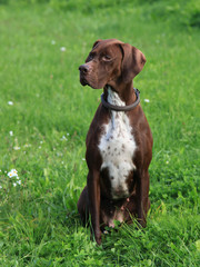 English Pointer on the meadow