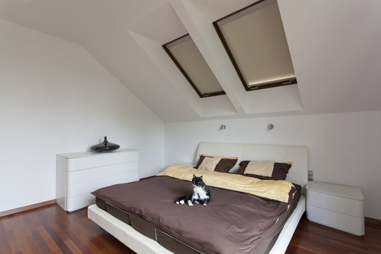 Cat on the bed - modern bedroom