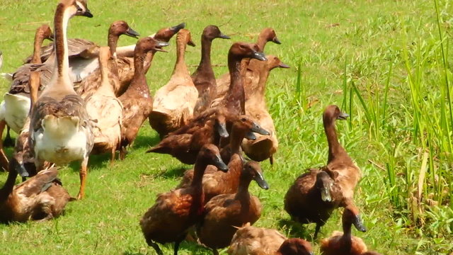 ducks swimming