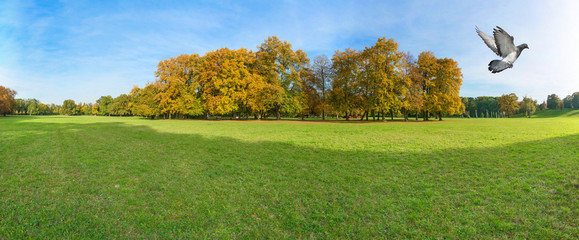 wiese im stadtpark und wegfliegende taube