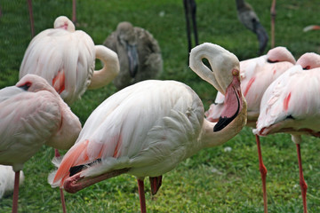 Fototapeta na wymiar różowe flamingi w spoczynku siedzący na jednej nodze równowagi