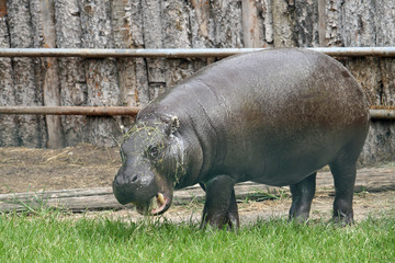 fat massive Hippo in a pond of a zoo